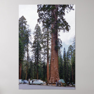 Sequoia Tree in Kalifornien 1952 Vintage Travel Poster
