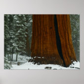 Sequoia Tree Poster (Vorne)