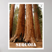 Sequoia Trees, Sequoia National Park, Kalifornien