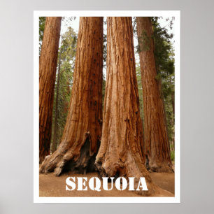 Sequoia Trees, Sequoia National Park, Kalifornien Poster