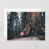 Sequoia Tunnel Tree California 1952 Postkarte (Vorne/Hinten)