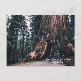Sequoia Tunnel Tree California 1952 Postkarte