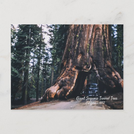 Sequoia Tunnel Tree California 1952 Postkarte (Vorderseite)