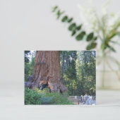 Sequoias Forrest Barkzäune Postkarte (Stehend Vorderseite)