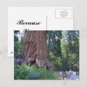 Sequoias Forrest Barkzäune Postkarte (Vorne/Hinten)