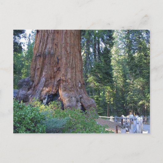 Sequoias Forrest Barkzäune Postkarte (Vorderseite)