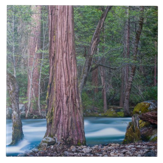 Sequoias & Merced River Yosemite National Park, CA Fliese (Vorderseite)