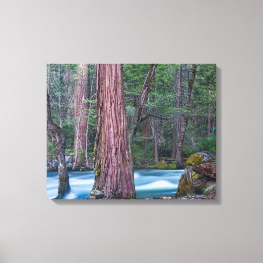 Sequoias & Merced River Yosemite National Park, CA Leinwanddruck (Vorderseite)