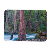 Sequoias & Merced River Yosemite National Park, CA Magnet (Horizontal)