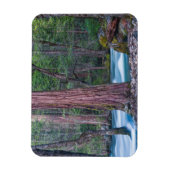 Sequoias & Merced River Yosemite National Park, CA Magnet (Vertikal)