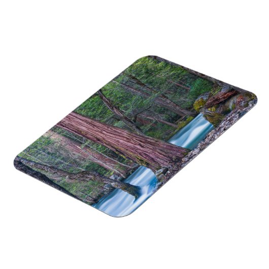 Sequoias & Merced River Yosemite National Park, CA Magnet (Linke Seite)