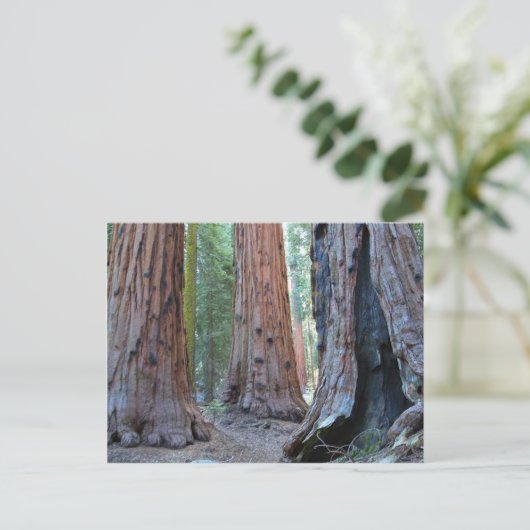 Sequoias Tree Forests Postkarte (Stehend Vorderseite)