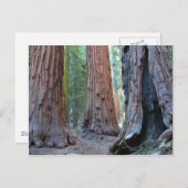 Sequoias Tree Forests Postkarte (Vorne/Hinten)