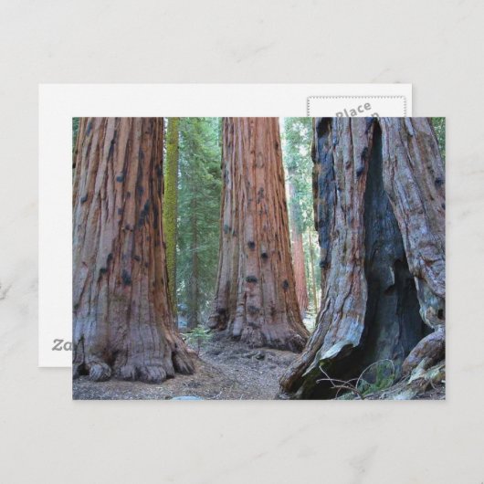 Sequoias Tree Forests Postkarte (Vorne/Hinten)