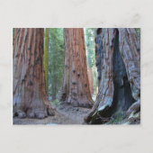 Sequoias Tree Forests Postkarte (Vorderseite)