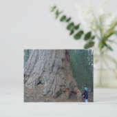 Sequoias Trees Riants Postkarte (Stehend Vorderseite)