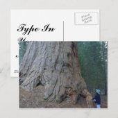 Sequoias Trees Riants Postkarte (Vorne/Hinten)