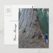 Sequoias Trees Riants Postkarte (Vorne/Hinten)