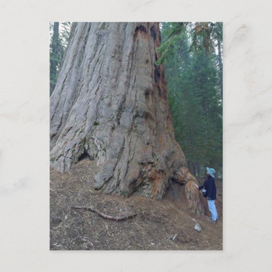Sequoias Trees Riants Postkarte (Vorderseite)