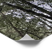 Sequoie Poster (Ecke)