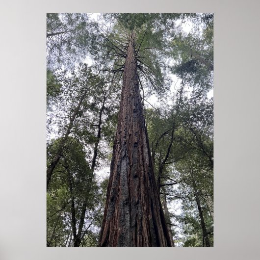 Sequoie Poster (Vorne)