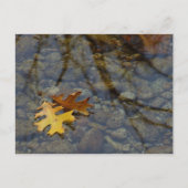 Sequuia Postkarte (Vorderseite)