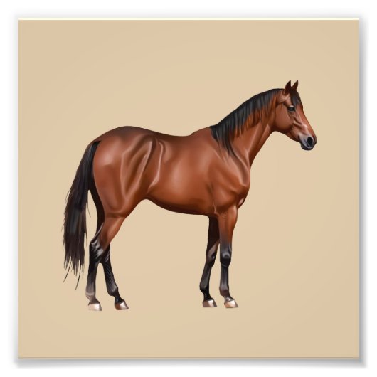 Serafina - braunes Pferd, stehend -  Fotodruck (Vorne)