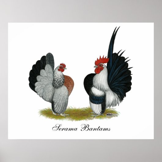 Serama Bantams Poster (Vorne)