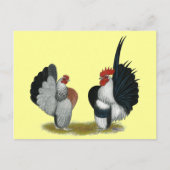 Serama Bantams Postkarte (Vorderseite)