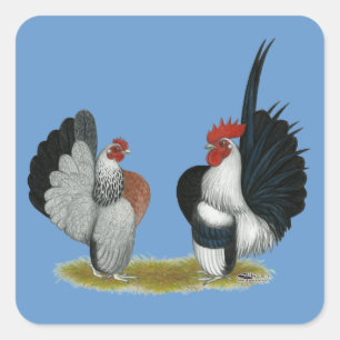 Serama Zwerghühner Quadratischer Aufkleber