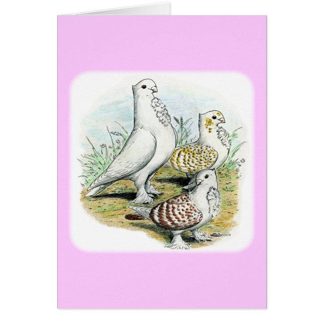 Seraphim Pigeons (Vorne)