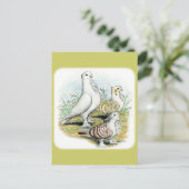 Seraphim Pigeons Postkarte (Stehend Vorderseite)