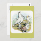 Seraphim Pigeons Postkarte (Vorne/Hinten)