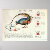 Seraphinianus codex poster (Vorne)