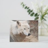 Serbischer Wolf Postkarte (Stehend Vorderseite)