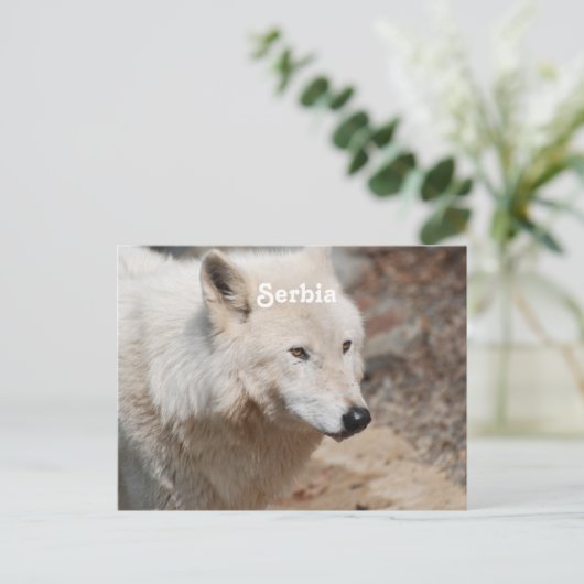 Serbischer Wolf Postkarte (Stehend Vorderseite)