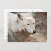 Serbischer Wolf Postkarte (Vorne/Hinten)