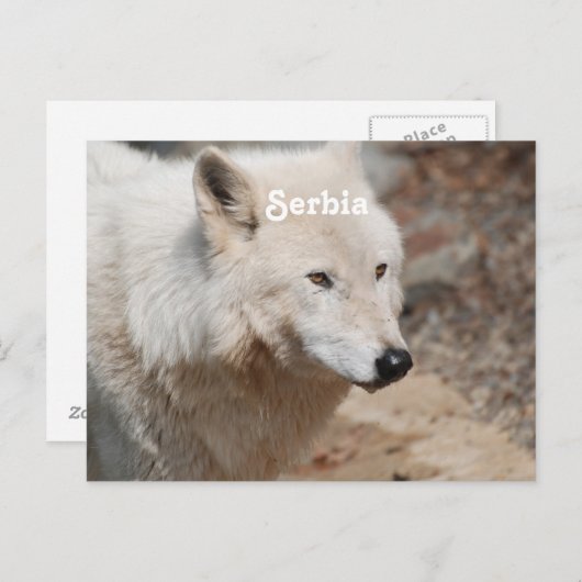 Serbischer Wolf Postkarte (Vorne/Hinten)