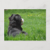 Serena in der Sonne Postkarte (Vorderseite)