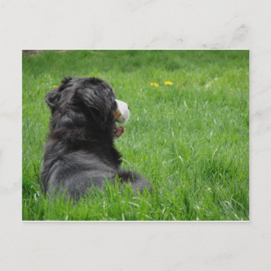 Serena in der Sonne Postkarte (Vorderseite)