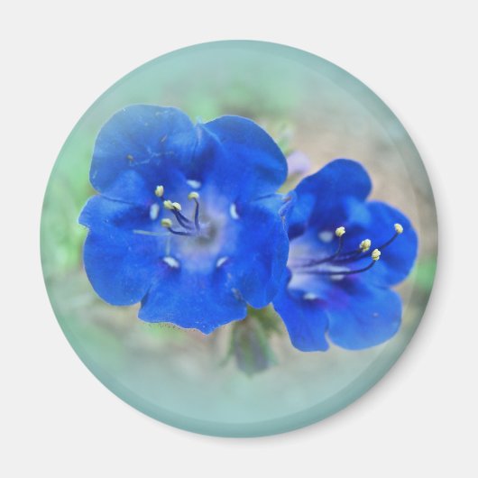 Serenade in Blue Magnet (Vorne)