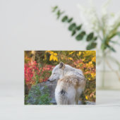 Serene Autumn Wolf Postkarte (Stehend Vorderseite)