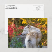 Serene Autumn Wolf Postkarte (Vorne/Hinten)