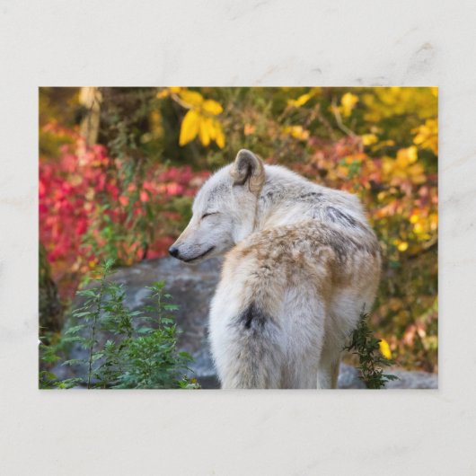 Serene Autumn Wolf Postkarte (Vorderseite)