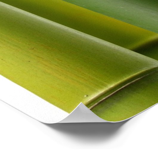 Serene Bamboo Poster (Ecke)