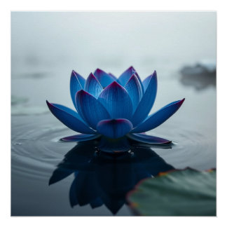 serene blue water lotus poster