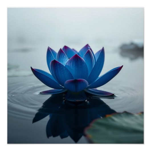 serene blue water lotus poster (Vorderseite)