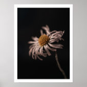 Serene daisy Blume noch Leben Foto Mauer Kunst Poster (Vorne)