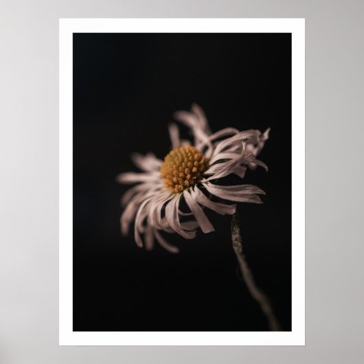 Serene daisy Blume noch Leben Foto Mauer Kunst Poster (Vorne)