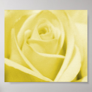 Serene gelbe Rose - Plakat/Druck Poster
